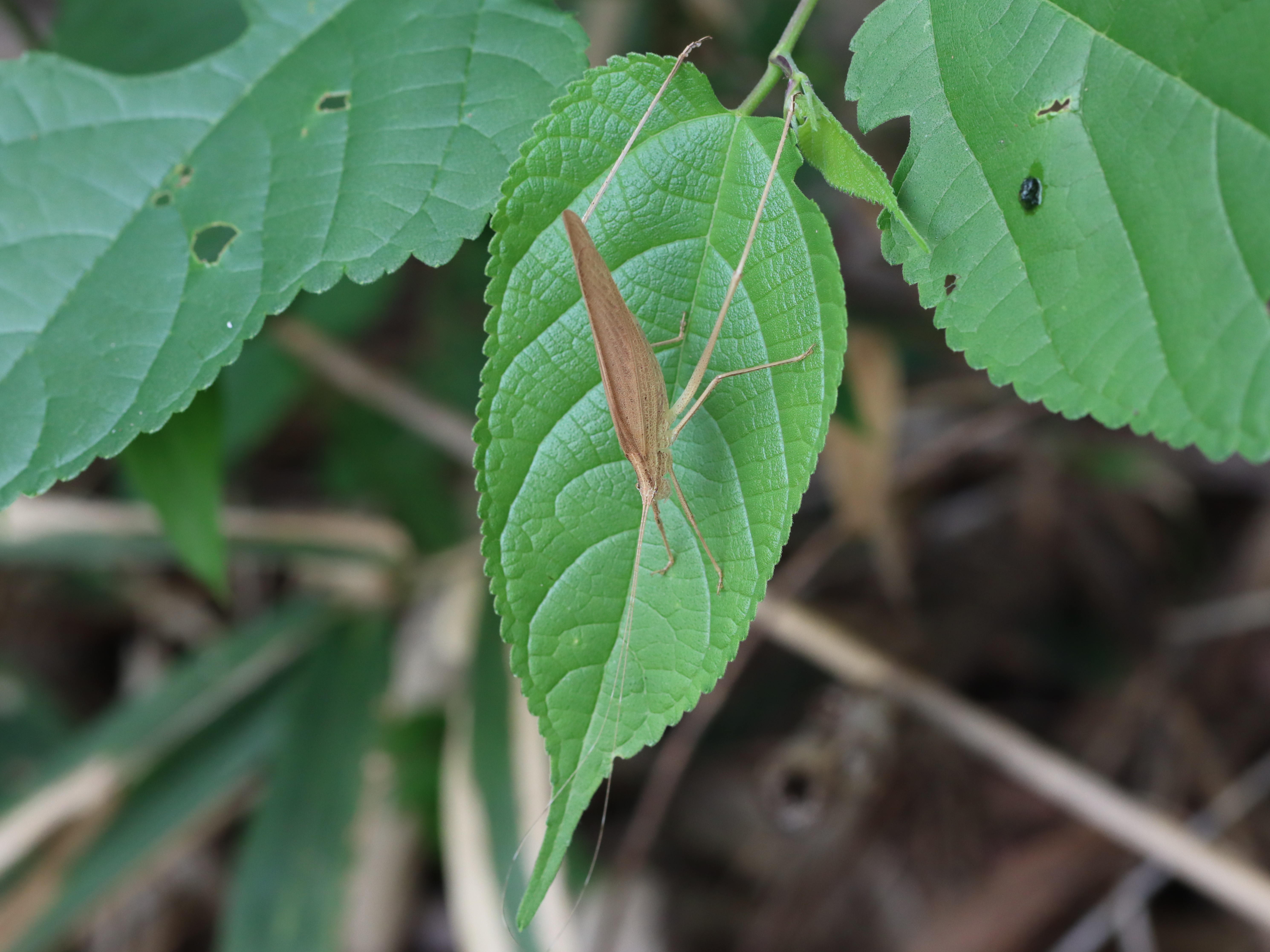 セスジツユムシ